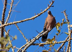 Oriental turtle dove