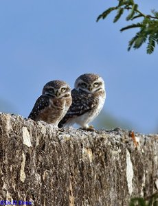 Spotted owlets pair