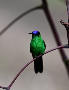 Violet-capped Woodnymph  -  male