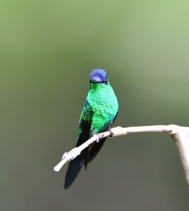 Violet-capped Woodnymph - male