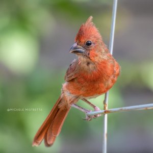 Young Northern Cardinal In My Yard