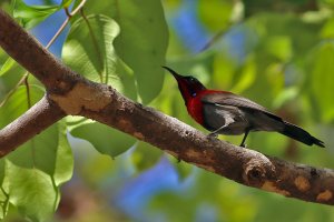 Vigor's sunbird