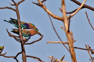 Indian roller mating