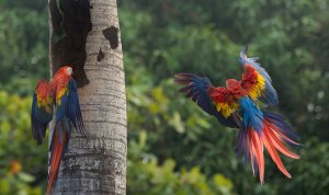 Scarlet Macaws.jpg