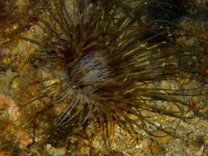 sea  anemone.jpg
