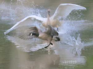 Trumpeter Swan Defends Nest!