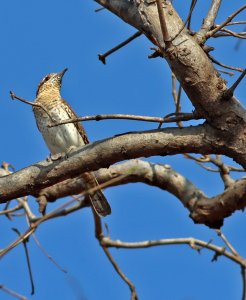 Eurasian wryneck