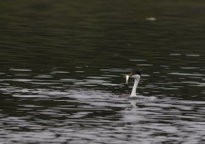 Western Grebe w: fish.jpg