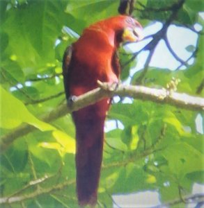 Cardinal Lory