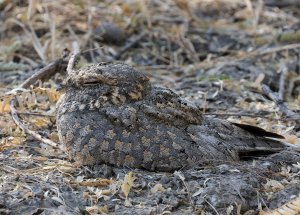 Savannah Nightjar