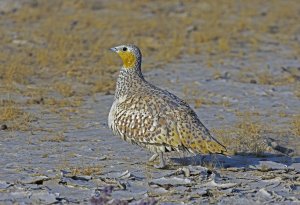 Spotted sandgrouse