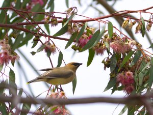 Cedar Waxwing