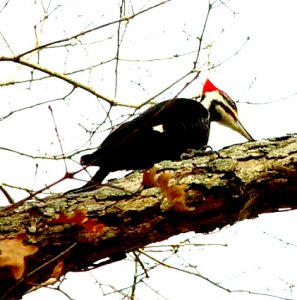 Pileated Woodpecker