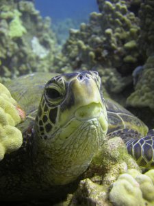 Green Sea Turtle, Endangered