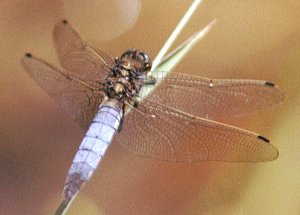 black-tailed skimmer