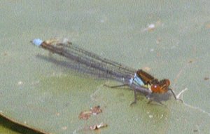 red-eyed damselfly