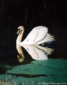 Mute Swan reflections