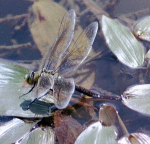 empress laying eggs