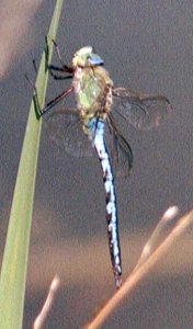 Male emperor