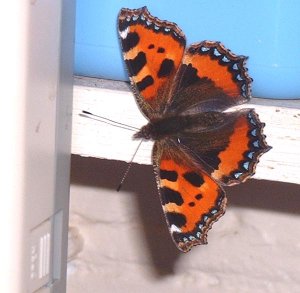 another small tortoiseshell