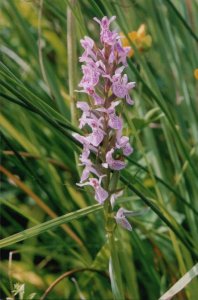 Southern Marsh Orchid