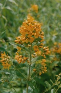 Yellow Loosestrife