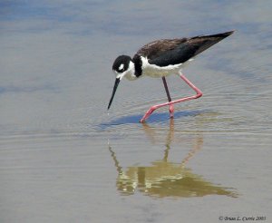 Black-necked Stilt