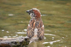 Bathing House Sparrow