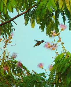 Humming bird in mimosa