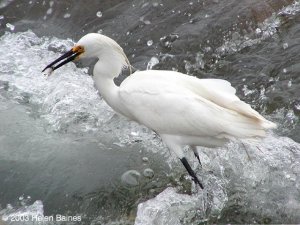 Snowy Egret Fishing