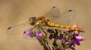 Common Darter