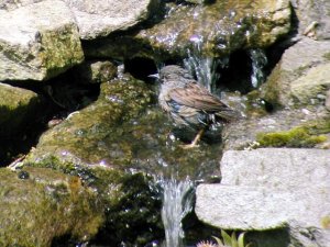 Dunnock in Waterfall