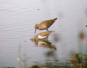 Redshank & Common Sandpiper