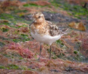 Sanderling