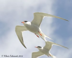 common terns in flight
