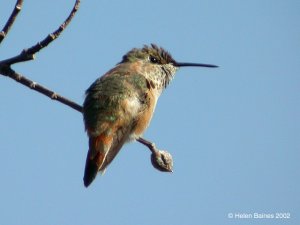 Feisty Rufous Hummingbird