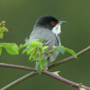 Sardinian Warbler