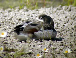 Juve.Shelduck