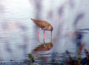 Common redshank