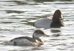 Red-necked Grebe & Pochard