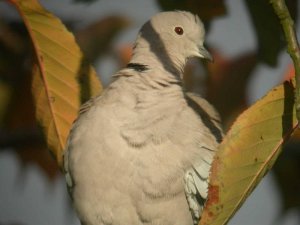 Collared Dove