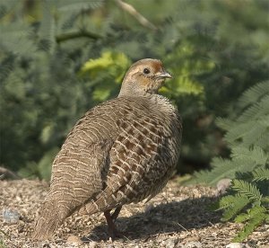 Grey francolin ( Iran )