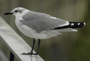 Laughing Gull