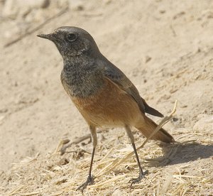 Semirufus race of Black redstart ( Iran )