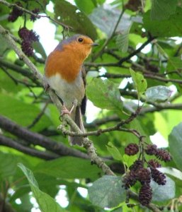 Robin