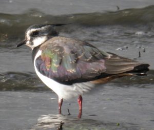 Lapwing