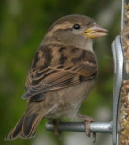 Female House Sparrow