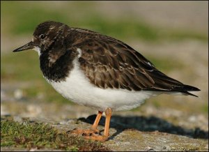 Turnstone