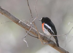 Scarlet Robin