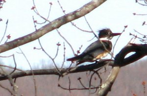 Belted Kingfisher